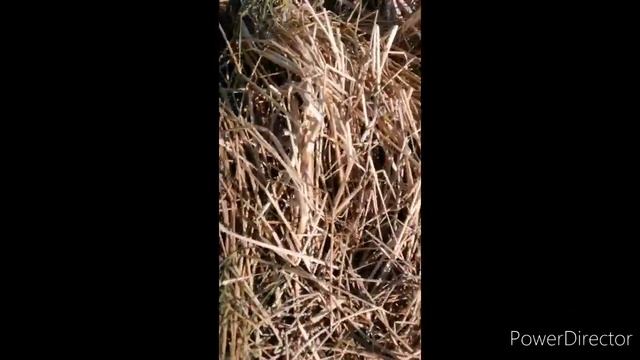 Рыбалка. шимановск озеро попское как ловить н аморду