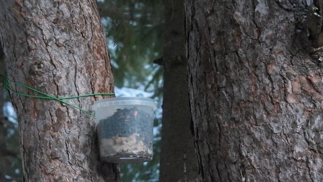 Птицы любят арахис