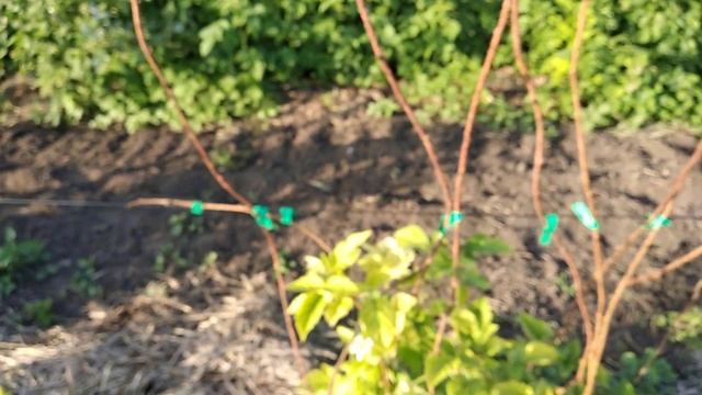 Цветение ежевики Джамбо Натчез смотреть онлайн