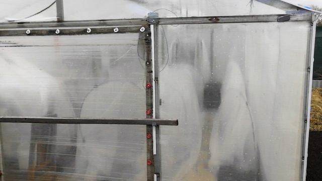 Похолодание пришло, собираю урожай зелени на окрошку смотреть онлайн