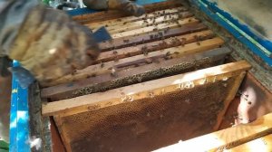 #пчёлы. Хотите мёда больше чем обычно? Отбираем маток от семей в отводки. Больше мёда и расплода