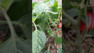 Перец Геркулес F 1 больше 2 кг с куста.