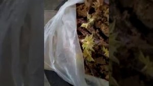 Укоренение ежемалины черенками