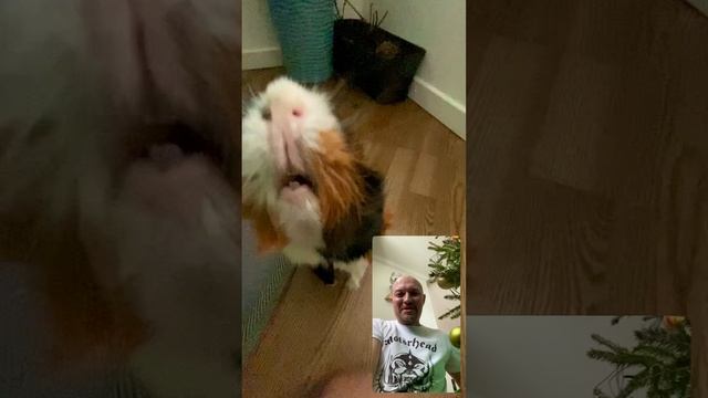 Проверьте ваши растения Новогодний инспектор #морскаясвинка #guineapig #сновымгодом