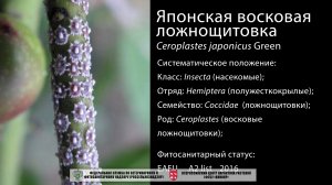 Японская восковая ложнощитовка (Ceroplastes japonicus Green)