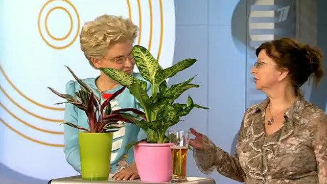 Необычное использование пива. Жить здорово! Фрагмент выпуска от 22.05.2015