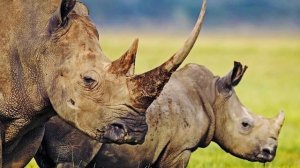 10 самых сильных афродизиаков и их невероятные истории