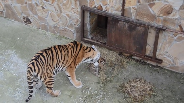 Тигрица собирает разбежавшихся малышей смотреть онлайн