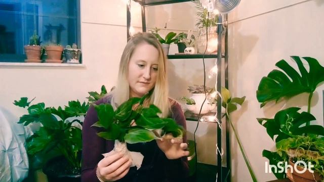 My first plant unboxing | plants and pamperin смотреть онлайн
