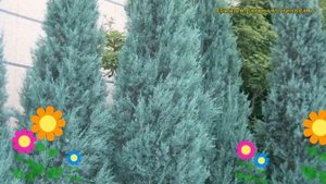 Можжевельник скальный Блю Хэвен. Краткий обзор, описание juniperus scopulorum Blue Heaven