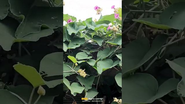 ELEPHANT CREEPER PLANT FLOWERS