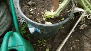 Я всегда с огурцами, которые не горчат / Сорта огурцов для балкона / Инжир созрел