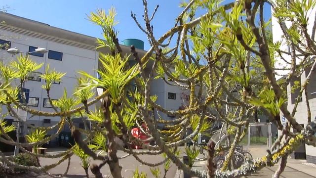 Canon Powershot SX230 HS смотреть онлайн