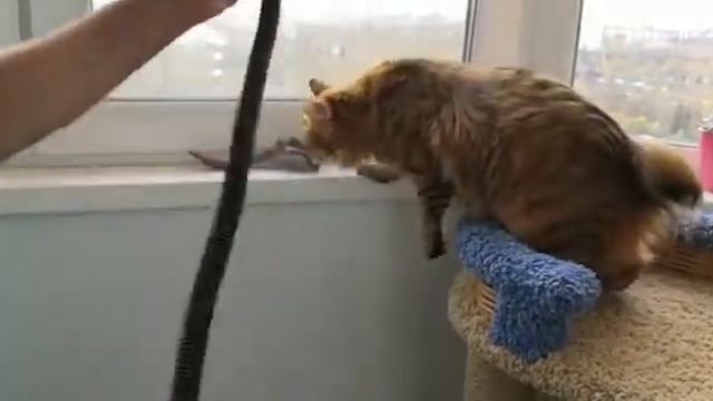 Как избавиться от кошачьей шерсти смотреть онлайн