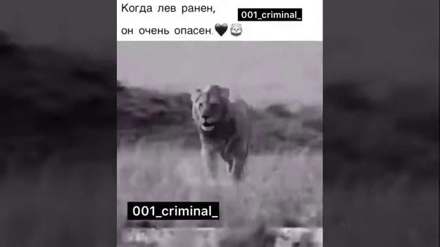 Вот царь зверей смотреть онлайн