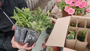 Распаковка посылки с цветами от канала ,,6 соток на Урале,, Что в посылке?