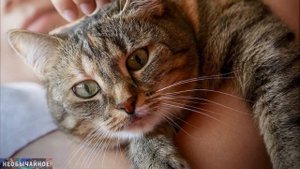 Какую Пользу Кошка Приносит Человеку? Как Кошки Лечат Людей? ¤ НЕОБЫЧАЙНОЕ