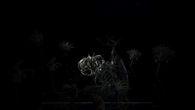 Композиция с тилландсией от Макса! смотреть онлайн