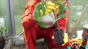 Чем болеет рассада  Некроз стебля томатов. Сайт "Садовый мир"