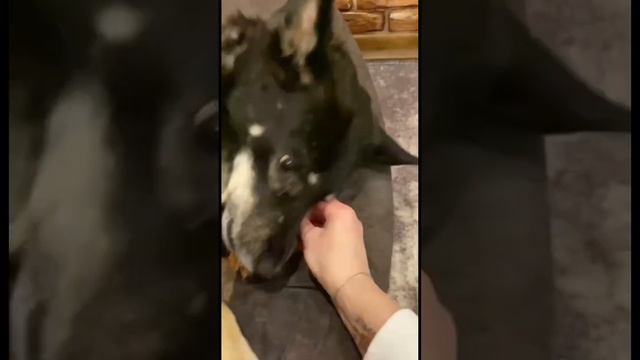 Мира,Добра и Хороших Друзей в Ваши Дома❤️ #собака #собаки #моясобака