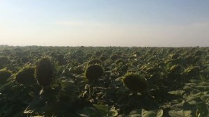 Euralis гибрид  ЕС НОВАМИС