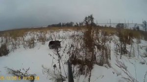 Охота с дратхааром, Аза.