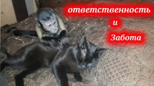 Обезьянка Алекса, нянька для кошки Багиры! Мы в ответе, за тех, кого приручили!