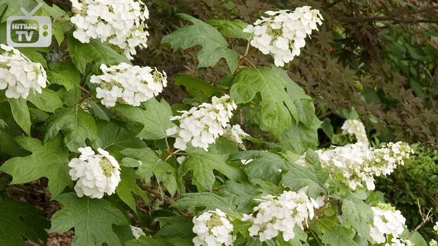 Гортензия дуболистная - Лучшие сорта. Как правильно выращивать цветы. Видео обзор Хитсад. смотреть онлайн