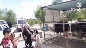 хоразмда туякуш нархлари янглик