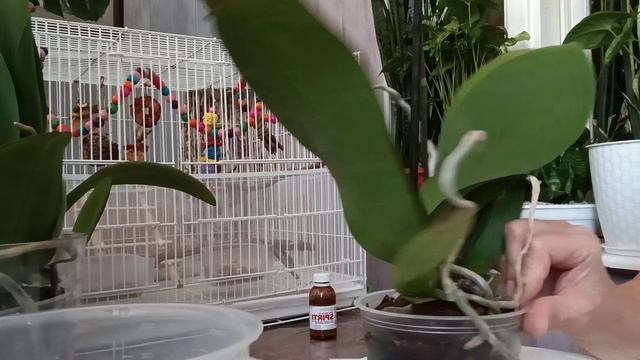 обработка новиночек смотреть онлайн