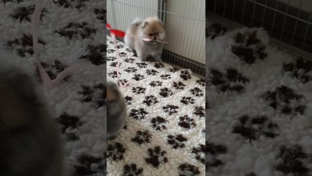 Померанцы