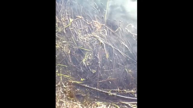 Открытие летнего сезона рыбалки. смотреть онлайн