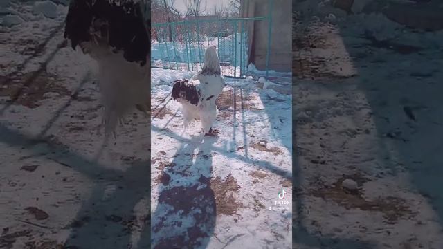 мой петух породы Брама Светлая смотреть онлайн