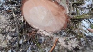 Экологическая проблема. Вырубка леса 2016