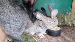 Крольчата фландр выбирают между комбикормом и зерном.  Самка фландр строит гнездо. Кролики великаны