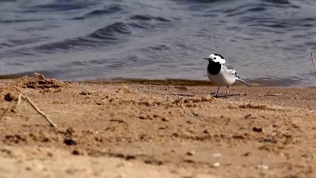 Белая трясогузка. Motacilla alba. Птицы Беларуси.