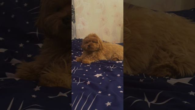 Охрана 😎