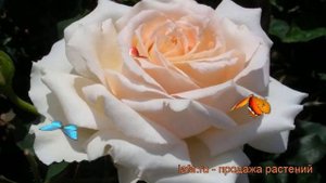 Роза чайно-гибридная Чандос Бьюти (chandos beauty) ? обзор: как сажать, саженцы розы Чандос Бьюти