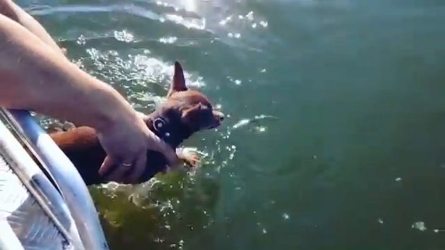 Той терьер Максимус в первый раз плавает смотреть онлайн