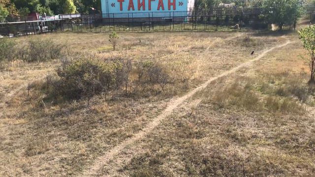 У Малыша зверский аппетит! Тайган. Lion Malysh eats very well! Taigan. Crimea смотреть онлайн