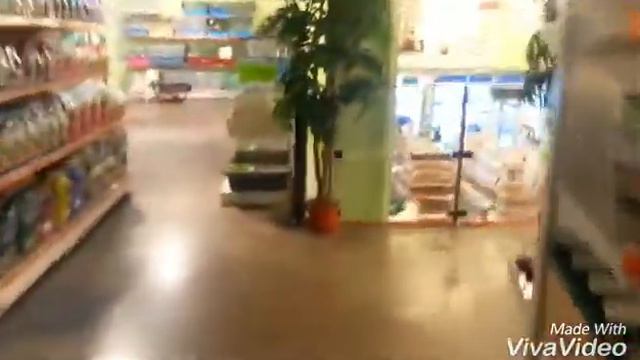 Vlog: ДВУХЭТАЖНЫЙ ЗООМАГАЗИН!!!!БЕТХОВЕН, ВСТРЕЧА С НАТАШЕЙ ^_^ ^_^ смотреть онлайн