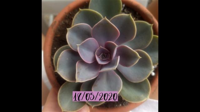 CRESCIMENTO ECHEVERIA PERLE VON NURNBERG (2019-2020) смотреть онлайн
