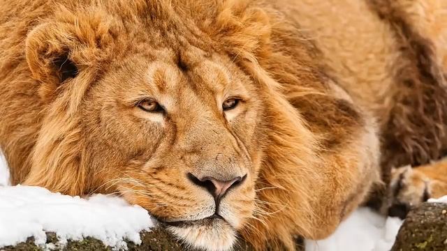 ЛЕВ ПРОТИВ ТИГРА. ГРАНДИОЗНАЯ СХВАТКА. КТО ПОБЕДИТ? смотреть онлайн