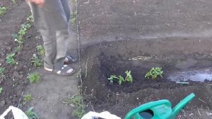 Как посадить рассаду помидор. Помидоры рассада