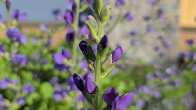BAPTISIA AUSTRIALIS | BLUE WILD INDIGO смотреть онлайн