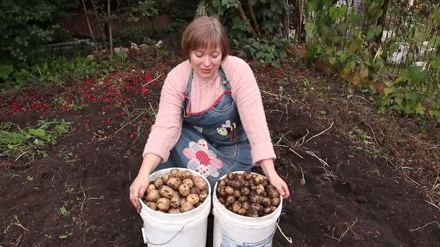 Отдали долг бабуле. Выкопали картошку, за которой не ухаживали! смотреть онлайн