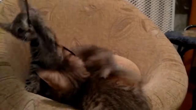 Котята в добрые руки. смотреть онлайн