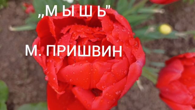 ,, М Ы Ш Ь" М. Пришвин смотреть онлайн