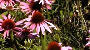 Поздние медоносы