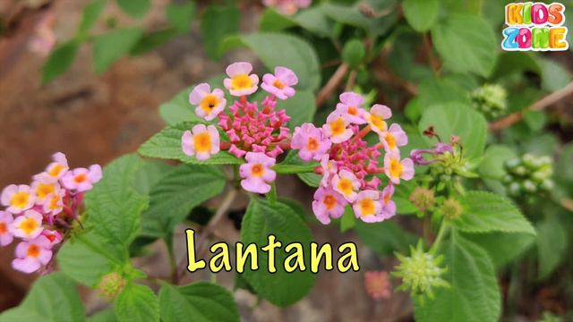 Flowers Names in English | 70+ Most Popular Flowers in the World | Flowers Vocabulary for Kids смотреть онлайн